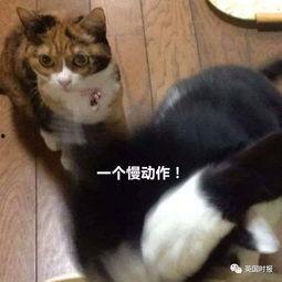 猫咪吃瓜最新事件,揭秘宠物界的“瓜王”传奇  第3张